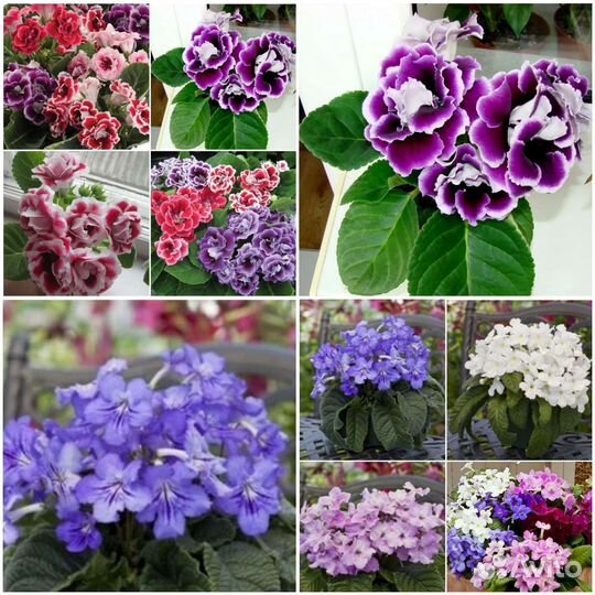 Глоксиния и Стрептокарпус семена