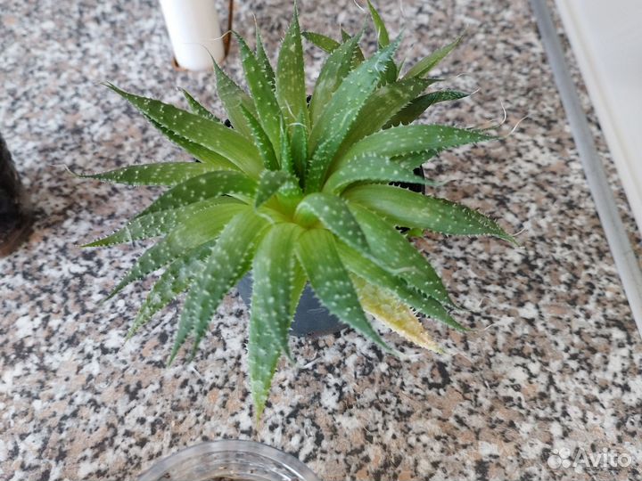 Кактусы и суккуленты бесплатно