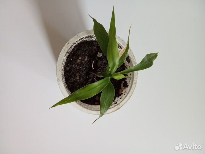 Комнатные цветы