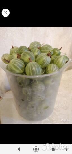 Крыжовник два сорта