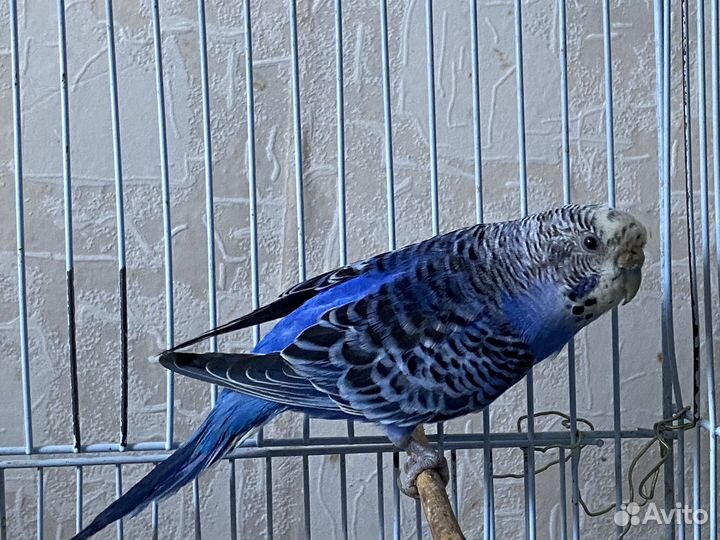 Волнистые попугаи