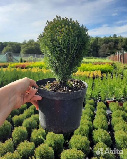 Декоративные растения