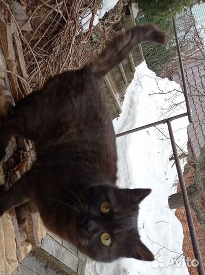 SOS котёнок мальчик коричневый метис потеряшка
