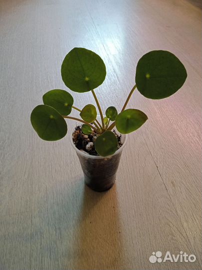 Эпипремнум, сциндапсус, филодендрон