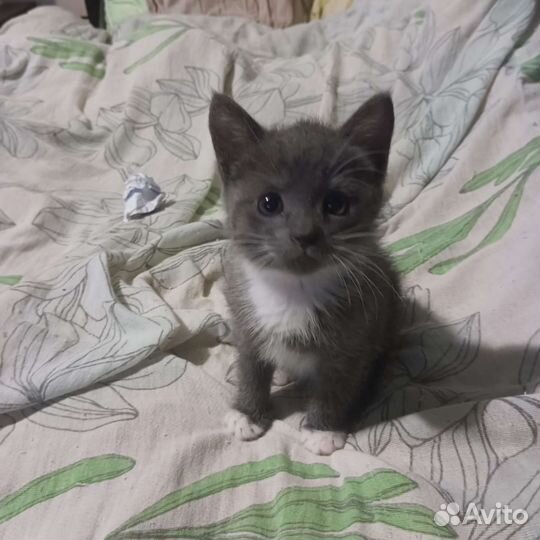 Котенок в дар бесплатно