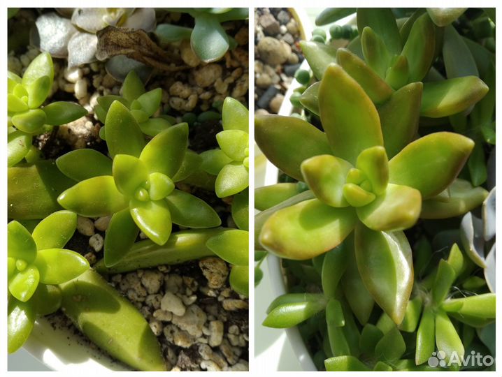 Суккуленты