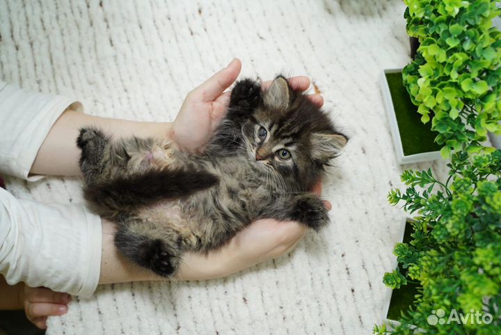 Пушистый котенок