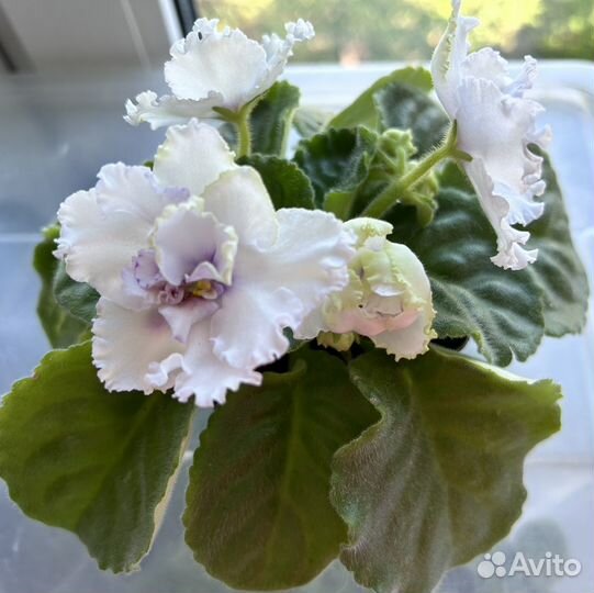 Сортовые фиалки