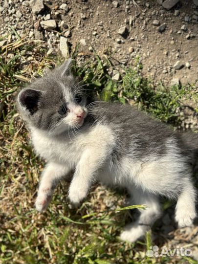 Котята в добрые руки бесплатно мальчики