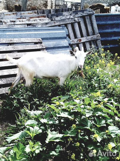 Продаются дойные козы