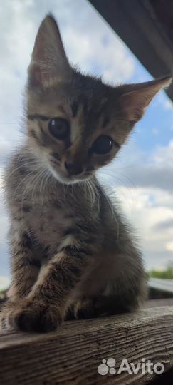 Котенок ищет дом