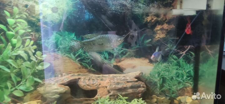 Аквариум с рыбками