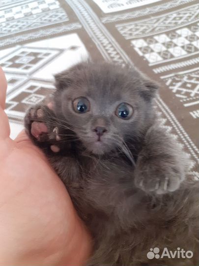 Котята в добрые руки даром