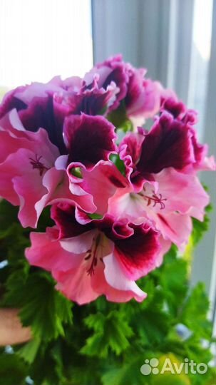 Сортовые пеларгонии