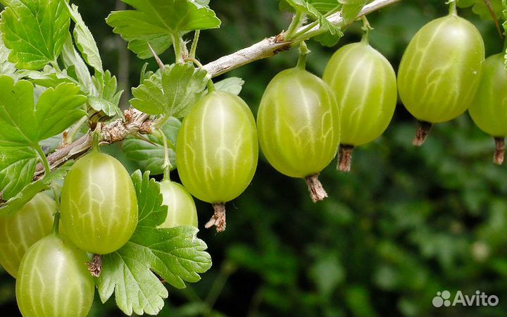 Крыжовник ягоды