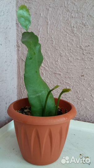 Комнатные цветы 