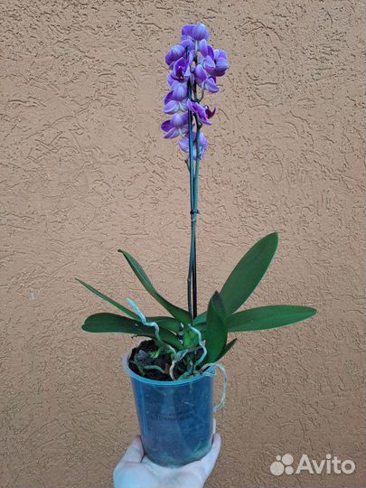 Орхидея мультифлора