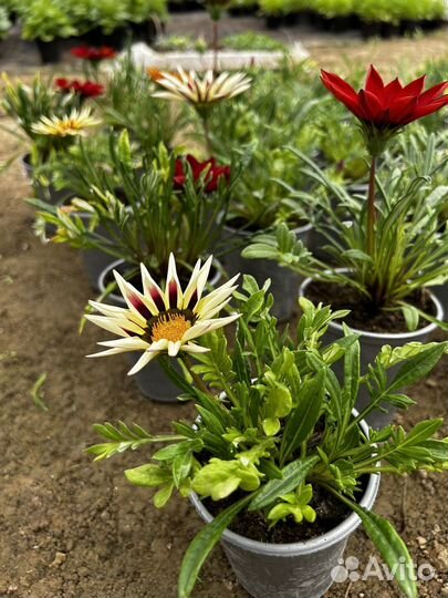 Домашние растения цветы