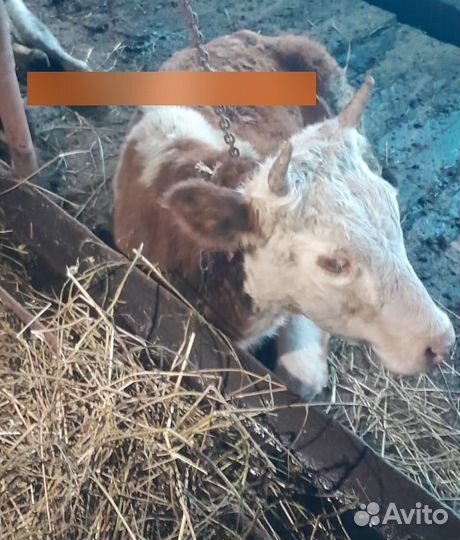 Коровы и телки