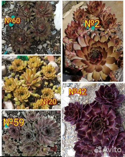 Молодило коллекционное почта/сдек