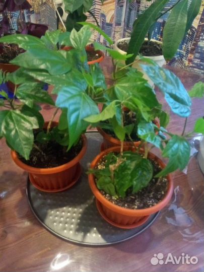 Цветы комнатные