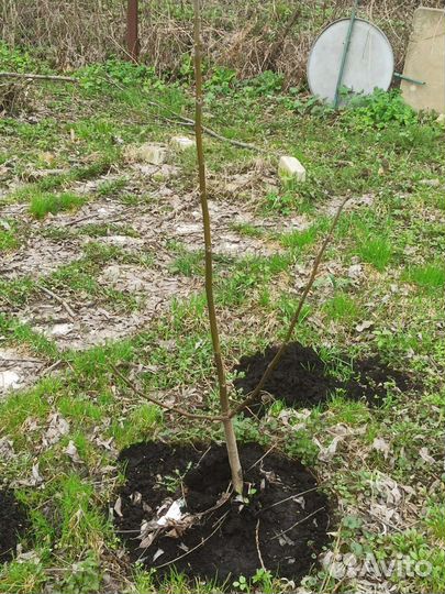 Грецкий орех саженцы