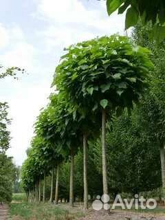 Катальпа саженцы