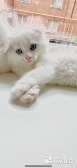 Отдам в добрые руки котят