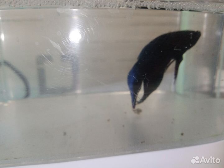 Рыбка петушок самец