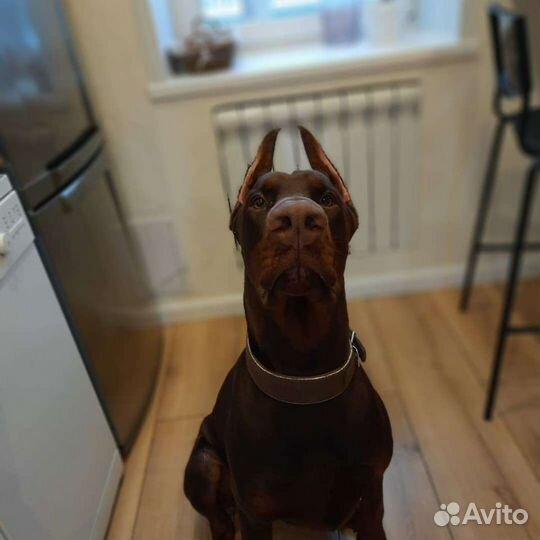 Передержка домашних животных (кошек, собак и др.)