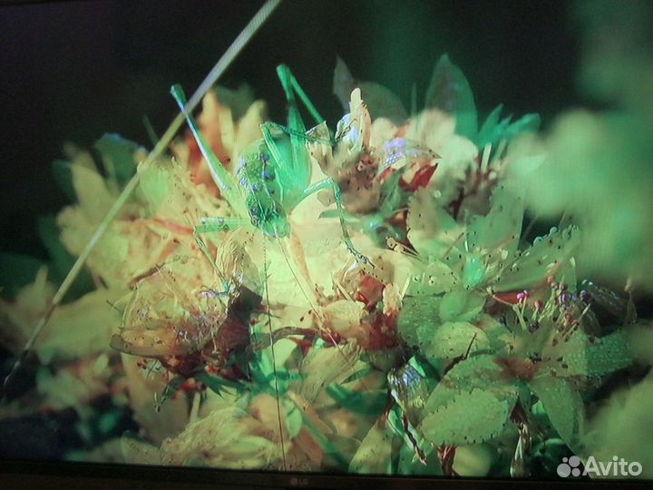 Телевизор philips 32pfl7433S 80