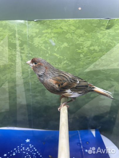 Кенар поющий