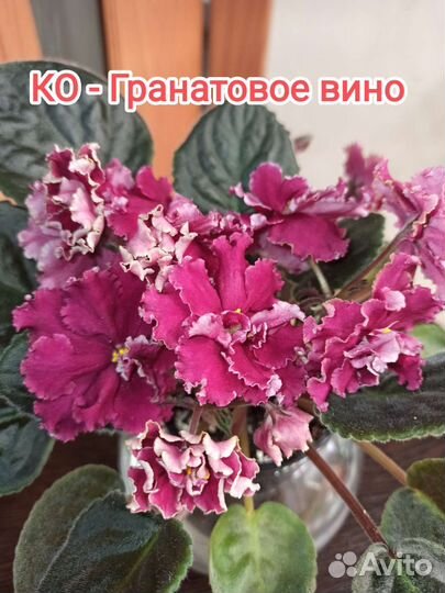 Детки и стартеры сортовых фиалок