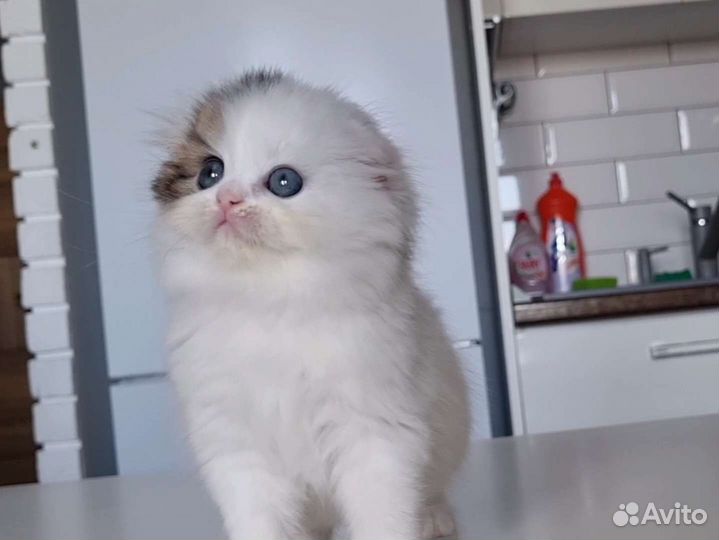 Высокопородная девочка с документами