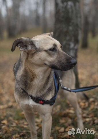 Собачка Лана ищет дом