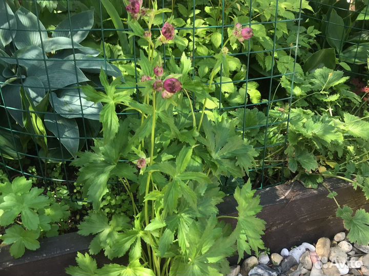 Растения многолетники. большой куст пион