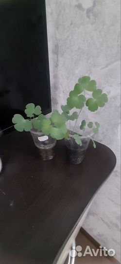 Аквилегия - рассада