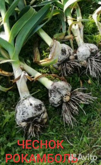 Чеснок Рокаболь гигант почтой