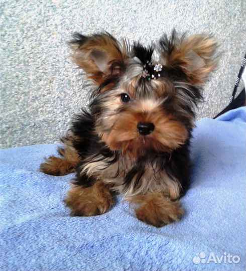 Стандартная девочка