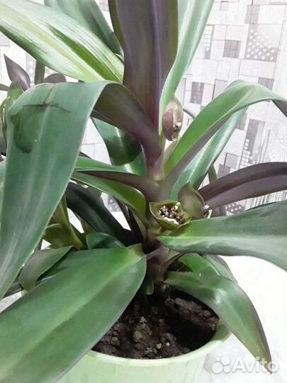 Рео или Ладья Моисея