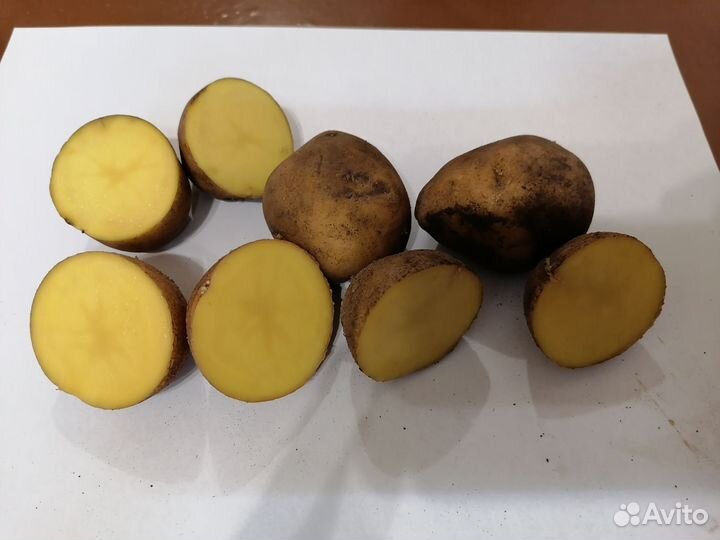 Семенной картофель