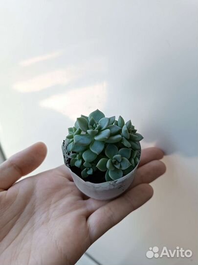 Суккуленты почтой и детки с корнями