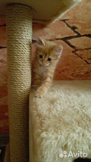 Котёнок-девочка