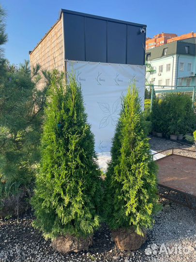 Туя Cмарагд