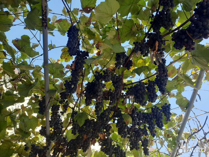 Виноград на вино Изабелла