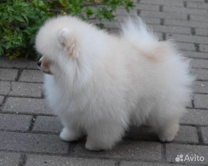 Померанский шпиц