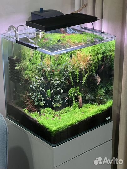 Аквариумные креветки кристаллы, растения