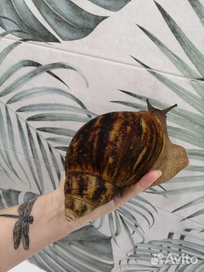 Улитки Архахатины Овум, Слизни Мадагаскарские