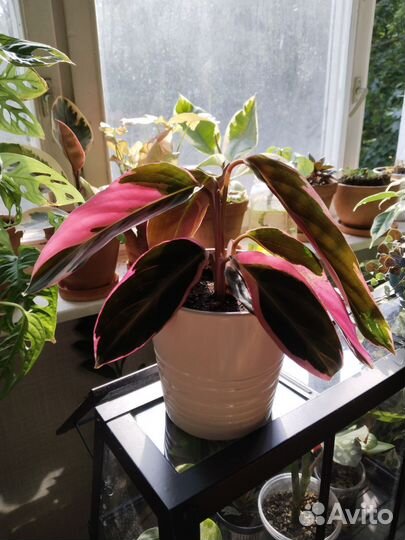 Строманта триколор