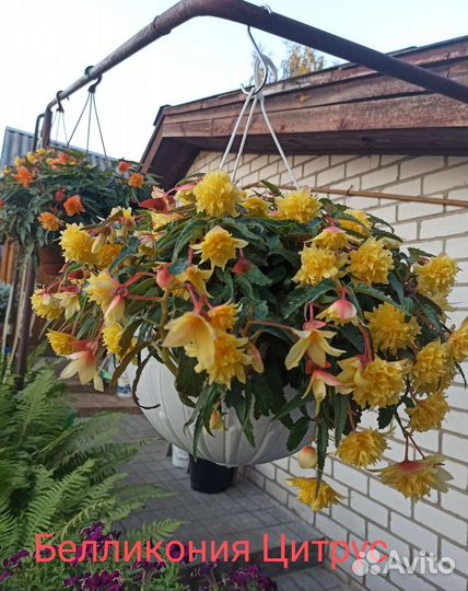 Белликония